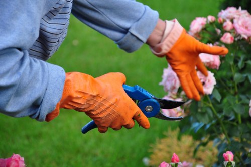 Local hedge cutting service working on an overgrown hedge in Mottingham