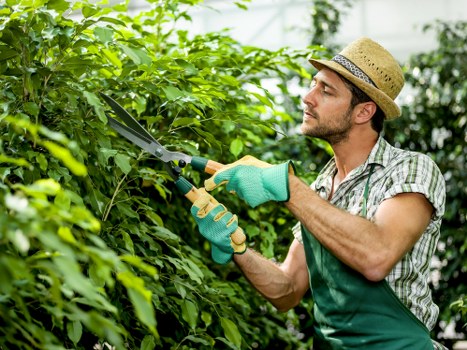 A planned tree surgery booking and quotation discussion